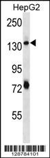 PLEKHH1 Antibody (C-term) (Cat. #AP12777b) western blot analysis in HepG2 cell line lysates (35ug/lane).This demonstrates the PLEKHH1 antibody detected the PLEKHH1 protein (arrow).