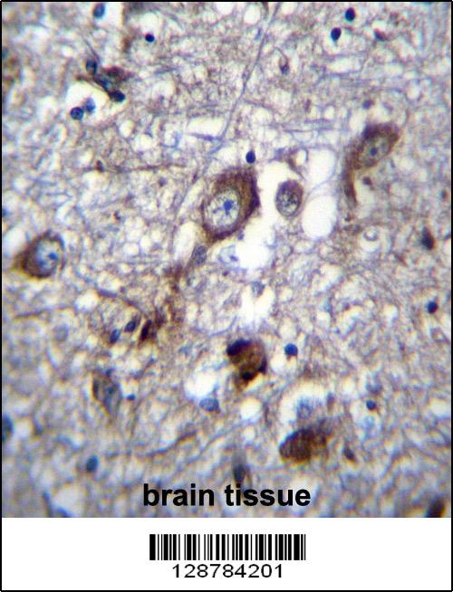 PLEKHH1 Antibody (C-term) (Cat. #AP12777b)immunohistochemistry analysis in formalin fixed and paraffin embedded human brain tissue followed by peroxidase conjugation of the secondary antibody and DAB staining.This data demonstrates the use of PLEKHH1 Antibody (C-term) for immunohistochemistry. Clinical relevance has not been evaluated.