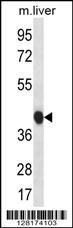 BEND7 Antibody (C-term) (Cat. #AP12776b) western blot analysis in mouse liver tissue lysates (35ug/lane).This demonstrates the BEND7 antibody detected the BEND7 protein (arrow).