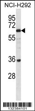 BTBDG Antibody (N-term) (Cat. #AP12731a) western blot analysis in NCI-H292 cell line lysates (35ug/lane).This demonstrates the BTBDG antibody detected the BTBDG protein (arrow).
