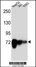 CDH22 Antibody (Center) (Cat. #AP13244c) western blot analysis in HepG2,293,K562 cell line lysates (35ug/lane).This demonstrates the CDH22 antibody detected the CDH22 protein (arrow).