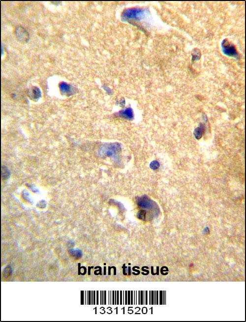 CDH22 Antibody (Center) (Cat. #AP13244c)immunohistochemistry analysis in formalin fixed and paraffin embedded human brain tissue followed by peroxidase conjugation of the secondary antibody and DAB staining.This data demonstrates the use of CDH22 Antibody (Center) for immunohistochemistry. Clinical relevance has not been evaluated.