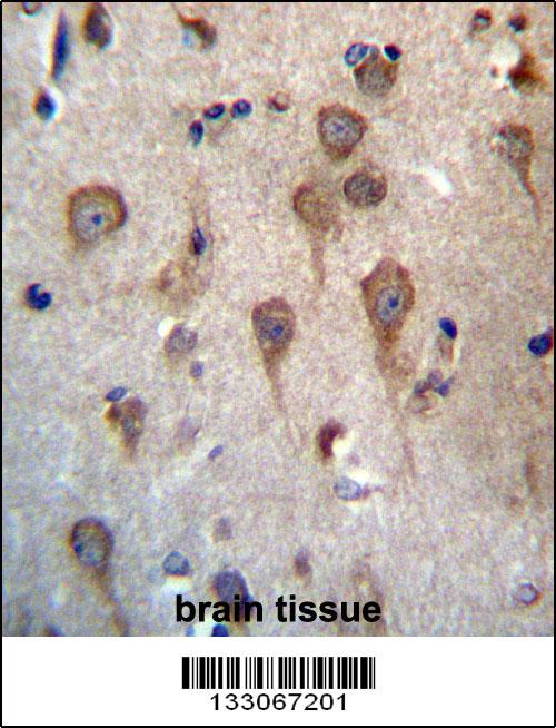 GPHB5 Antibody (C-term) (Cat. #AP13233b)immunohistochemistry analysis in formalin fixed and paraffin embedded human brain tissue followed by peroxidase conjugation of the secondary antibody and DAB staining.This data demonstrates the use of GPHB5 Antibody (C-term) for immunohistochemistry. Clinical relevance has not been evaluated.