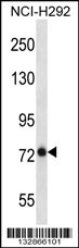 BMPER Antibody (N-term) (Cat. #AP13190a) western blot analysis in NCI-H292 cell line lysates (35ug/lane).This demonstrates the BMPER antibody detected the BMPER protein (arrow).
