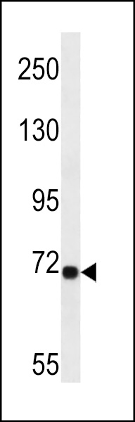 LRP10 Antibody (N-term) (Cat. #AP13153a) western blot analysis in A549 cell line lysates (35ug/lane).This demonstrates the LRP10 antibody detected the LRP10 protein (arrow).