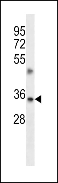 TMBIM1 Antibody (N-term) (Cat. #AP13151a) western blot analysis in A549 cell line lysates (35ug/lane).This demonstrates the TMBIM1 antibody detected the TMBIM1 protein (arrow).