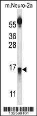 PRLH Antibody (Center) (Cat. #AP13150c) western blot analysis in mouse Neuro-2a cell line lysates (35ug/lane).This demonstrates the PRLH antibody detected the PRLH protein (arrow).