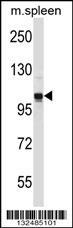 GPRASP2 Antibody (N-term) (Cat. #AP13135a) western blot analysis in mouse spleen tissue lysates (35ug/lane).This demonstrates the GPRASP2 antibody detected the GPRASP2 protein (arrow).