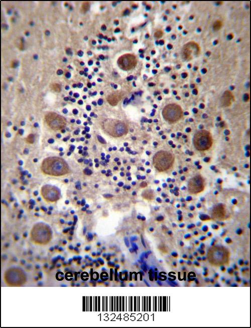 GPRASP2 Antibody (N-term) (Cat. #AP13135a)immunohistochemistry analysis in formalin fixed and paraffin embedded human cerebellum tissue followed by peroxidase conjugation of the secondary antibody and DAB staining.This data demonstrates the use of GPRASP2 Antibody (N-term) for immunohistochemistry. Clinical relevance has not been evaluated.