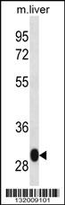 LSM12 Antibody (C-term) (Cat. #AP13111b) western blot analysis in mouse liver tissue lysates (35ug/lane).This demonstrates the LSM12 antibody detected the LSM12 protein (arrow).