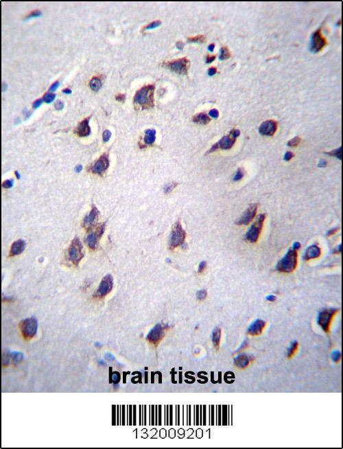 LSM12 Antibody (C-term) (Cat. #AP13111b)immunohistochemistry analysis in formalin fixed and paraffin embedded human brain tissue followed by peroxidase conjugation of the secondary antibody and DAB staining.This data demonstrates the use of LSM12 Antibody (C-term) for immunohistochemistry. Clinical relevance has not been evaluated.
