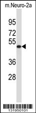 VAT1L Antibody (C-term) (Cat. #AP13110b) western blot analysis in mouse Neuro-2a cell line lysates (35ug/lane).This demonstrates the VAT1L antibody detected the VAT1L protein (arrow).