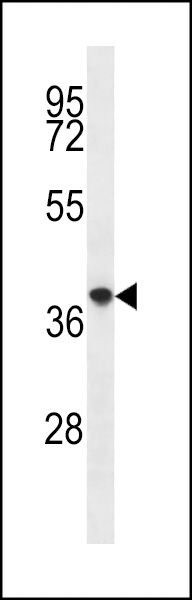 PQLC2 Antibody (C-term) (Cat. #AP13107b) western blot analysis in mouse spleen tissue lysates (35ug/lane).This demonstrates the PQLC2 antibody detected the PQLC2 protein (arrow).