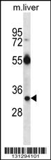RASD1 Antibody (C-term) (Cat. #AP13102b) western blot analysis in mouse liver tissue lysates (35ug/lane).This demonstrates the RASD1 antibody detected the RASD1 protein (arrow).