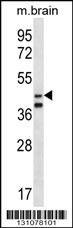 ORC5L Antibody (Center) (Cat. #AP13101c) western blot analysis in mouse brain tissue lysates (35ug/lane).This demonstrates the ORC5L antibody detected the ORC5L protein (arrow).