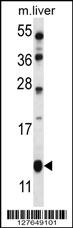 GOT1B Antibody (C-term) (Cat. #AP13094b) western blot analysis in mouse liver tissue lysates (35ug/lane).This demonstrates the GOT1B antibody detected the GOT1B protein (arrow).