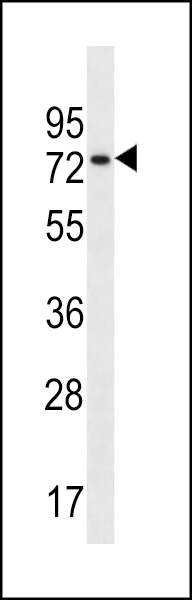 CCDC55 Antibody (N-term) (Cat. #AP13079a) western blot analysis in 293 cell line lysates (35ug/lane).This demonstrates the CCDC55 antibody detected the CCDC55 protein (arrow).