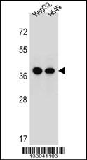 ERLIN1 Antibody (Center) (Cat. #AP13078c) western blot analysis in HepG2,A549 cell line lysates (35ug/lane).This demonstrates the ERLIN1 antibody detected the ERLIN1 protein (arrow).