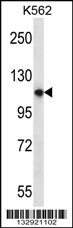 PLEKHM1 Antibody (N-term) (Cat. #AP13049a) western blot analysis in K562 cell line lysates (35ug/lane).This demonstrates the PLEKHM1 antibody detected the PLEKHM1 protein (arrow).