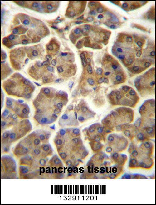 CCDC90B Antibody (Center) (Cat. #AP13045c)immunohistochemistry analysis in formalin fixed and paraffin embedded human pancreas tissue followed by peroxidase conjugation of the secondary antibody and DAB staining.This data demonstrates the use of CCDC90B Antibody (Center) for immunohistochemistry. Clinical relevance has not been evaluated.