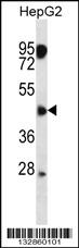 ASAM Antibody (Center) (Cat. #AP13037c) western blot analysis in HepG2 cell line lysates (35ug/lane).This demonstrates the ASAM antibody detected the ASAM protein (arrow).
