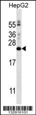 PIGH Antibody (N-term) (Cat. #AP13029a) western blot analysis in HepG2 cell line lysates (35ug/lane).This demonstrates the PIGH antibody detected the PIGH protein (arrow).