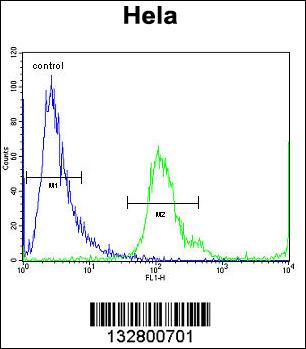 MBNL2 Antibody (C-term) (Cat. #AP13023b) flow cytometric analysis of Hela cells (right histogram) compared to a negative control cell (left histogram).FITC-conjugated goat-anti-rabbit secondary antibodies were used for the analysis.