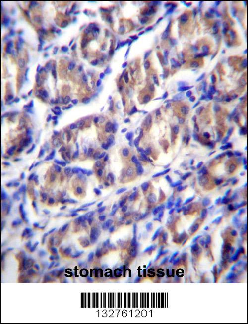 ODF2L Antibody (C-term) (Cat. #AP13014b)immunohistochemistry analysis in formalin fixed and paraffin embedded human stomach tissue followed by peroxidase conjugation of the secondary antibody and DAB staining.This data demonstrates the use of ODF2L Antibody (C-term) for immunohistochemistry. Clinical relevance has not been evaluated.