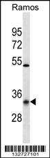 OR10G9 Antibody (C-term) (Cat. #AP13009b) western blot analysis in Ramos cell line lysates (35ug/lane).This demonstrates the OR10G9 antibody detected the OR10G9 protein (arrow).