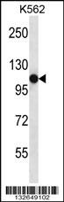 SEMA4C Antibody (C-term) (Cat. #AP13003b) western blot analysis in K562 cell line lysates (35ug/lane).This demonstrates the SEMA4C antibody detected the SEMA4C protein (arrow).