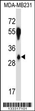 SFRS2B Antibody (N-term ) (Cat. #AP13474a) western blot analysis in MDA-MB231 cell line lysates (35ug/lane).This demonstrates the SFRS2B antibody detected the SFRS2B protein (arrow).