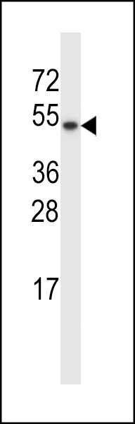 TXNDC15 Antibody (C-term) (Cat. #AP13456b) western blot analysis in MCF-7 cell line lysates (35ug/lane).This demonstrates the TXNDC15 antibody detected the TXNDC15 protein (arrow).