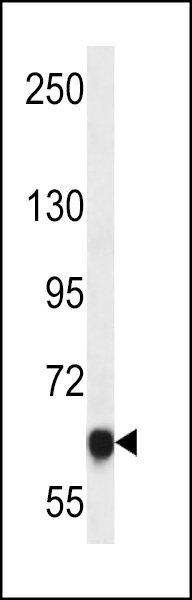 MAGED4B Antibody (Center) (Cat. #AP13447c) western blot analysis in HepG2 cell line lysates (35ug/lane).This demonstrates the MAGED4B antibody detected the MAGED4B protein (arrow).
