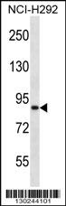 ANKS1B Antibody (Center) (Cat. #AP13437c) western blot analysis in NCI-H292 cell line lysates (35ug/lane).This demonstrates the ANKS1B antibody detected the ANKS1B protein (arrow).