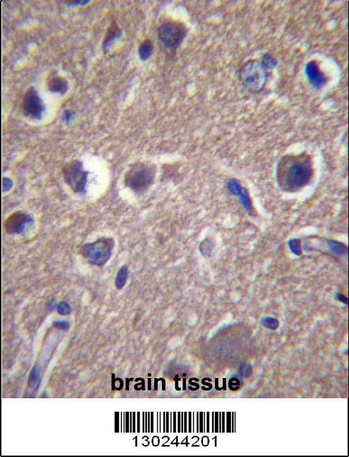 ANKS1B Antibody (Center) (Cat. #AP13437c)immunohistochemistry analysis in formalin fixed and paraffin embedded human brain tissue followed by peroxidase conjugation of the secondary antibody and DAB staining.This data demonstrates the use of ANKS1B Antibody (Center) for immunohistochemistry. Clinical relevance has not been evaluated.
