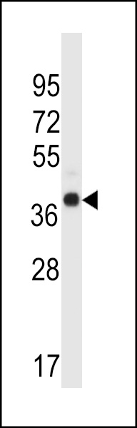 WDR89 Antibody (C-term) (Cat. #AP13408b) western blot analysis in human normal Uterus tissue lysates (35ug/lane).This demonstrates the WDR89 antibody detected the WDR89 protein (arrow).