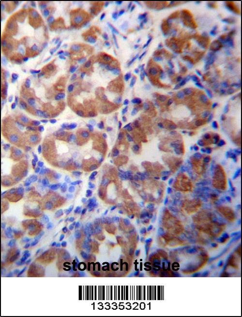 WDR89 Antibody (C-term) (Cat. #AP13408b)immunohistochemistry analysis in formalin fixed and paraffin embedded human stomach tissue followed by peroxidase conjugation of the secondary antibody and DAB staining.This data demonstrates the use of WDR89 Antibody (C-term) for immunohistochemistry. Clinical relevance has not been evaluated.