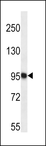 TTC15 Antibody (C-term) (Cat. #AP13387b) western blot analysis in K562 cell line lysates (35ug/lane).This demonstrates the TTC15 antibody detected the TTC15 protein (arrow).