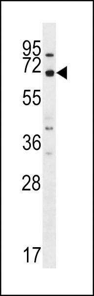 MEGF9 Antibody (C-term) (Cat. #AP13358b) western blot analysis in A549 cell line lysates (35ug/lane).This demonstrates the MEGF9 antibody detected the MEGF9 protein (arrow).