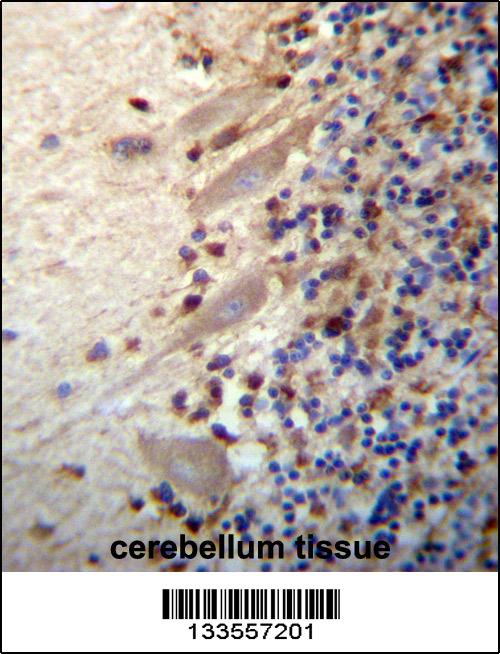 MEGF9 Antibody (C-term) (Cat. #AP13358b)immunohistochemistry analysis in formalin fixed and paraffin embedded human cerebellum tissue followed by peroxidase conjugation of the secondary antibody and DAB staining.This data demonstrates the use of MEGF9 Antibody (C-term) for immunohistochemistry. Clinical relevance has not been evaluated.
