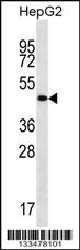 TMCC3 Antibody (Center) (Cat. #AP13346c) western blot analysis in HepG2 cell line lysates (35ug/lane).This demonstrates the TMCC3 antibody detected the TMCC3 protein (arrow).