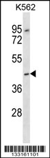 OR13F1 Antibody (C-term) (Cat. #AP13257b) western blot analysis in K562 cell line lysates (35ug/lane).This demonstrates the OR13F1 antibody detected the OR13F1 protein (arrow).