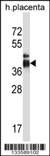ITLN2 Antibody (Center) (Cat. #AP13688c) western blot analysis in human placenta tissue lysates (35ug/lane).This demonstrates the ITLN2 antibody detected the ITLN2 protein (arrow).