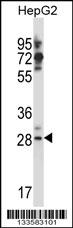 GSG1L Antibody (C-term) (Cat. #AP13687b) western blot analysis in HepG2 cell line lysates (35ug/lane).This demonstrates the GSG1L antibody detected the GSG1L protein (arrow).