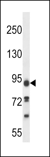 KIAA1274 Antibody (C-term) (Cat. #AP13680b) western blot analysis in 293 cell line lysates (35ug/lane).This demonstrates the KIAA1274 antibody detected the KIAA1274 protein (arrow).