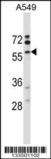 VNN3 Antibody (C-term) (Cat. #AP13679b) western blot analysis in A549 cell line lysates (35ug/lane).This demonstrates the VNN3 antibody detected the VNN3 protein (arrow).