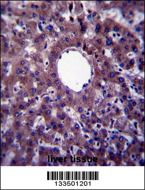 VNN3 Antibody (C-term) (Cat. #AP13679b)immunohistochemistry analysis in formalin fixed and paraffin embedded human liver tissue followed by peroxidase conjugation of the secondary antibody and DAB staining.This data demonstrates the use of VNN3 Antibody (C-term) for immunohistochemistry. Clinical relevance has not been evaluated.