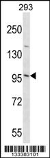 EMILIN3 Antibody (C-term) (Cat. #AP13662b) western blot analysis in 293 cell line lysates (35ug/lane).This demonstrates the EMILIN3 antibody detected the EMILIN3 protein (arrow).