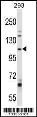 B4GALNT3 Antibody (Center) (Cat. #AP13658c) western blot analysis in 293 cell line lysates (35ug/lane).This demonstrates the B4GALNT3 antibody detected the B4GALNT3 protein (arrow).