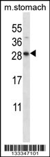 DOLPP1 Antibody (C-term) (Cat. #AP13656b) western blot analysis in mouse stomach tissue lysates (35ug/lane).This demonstrates the DOLPP1 antibody detected the DOLPP1 protein (arrow).